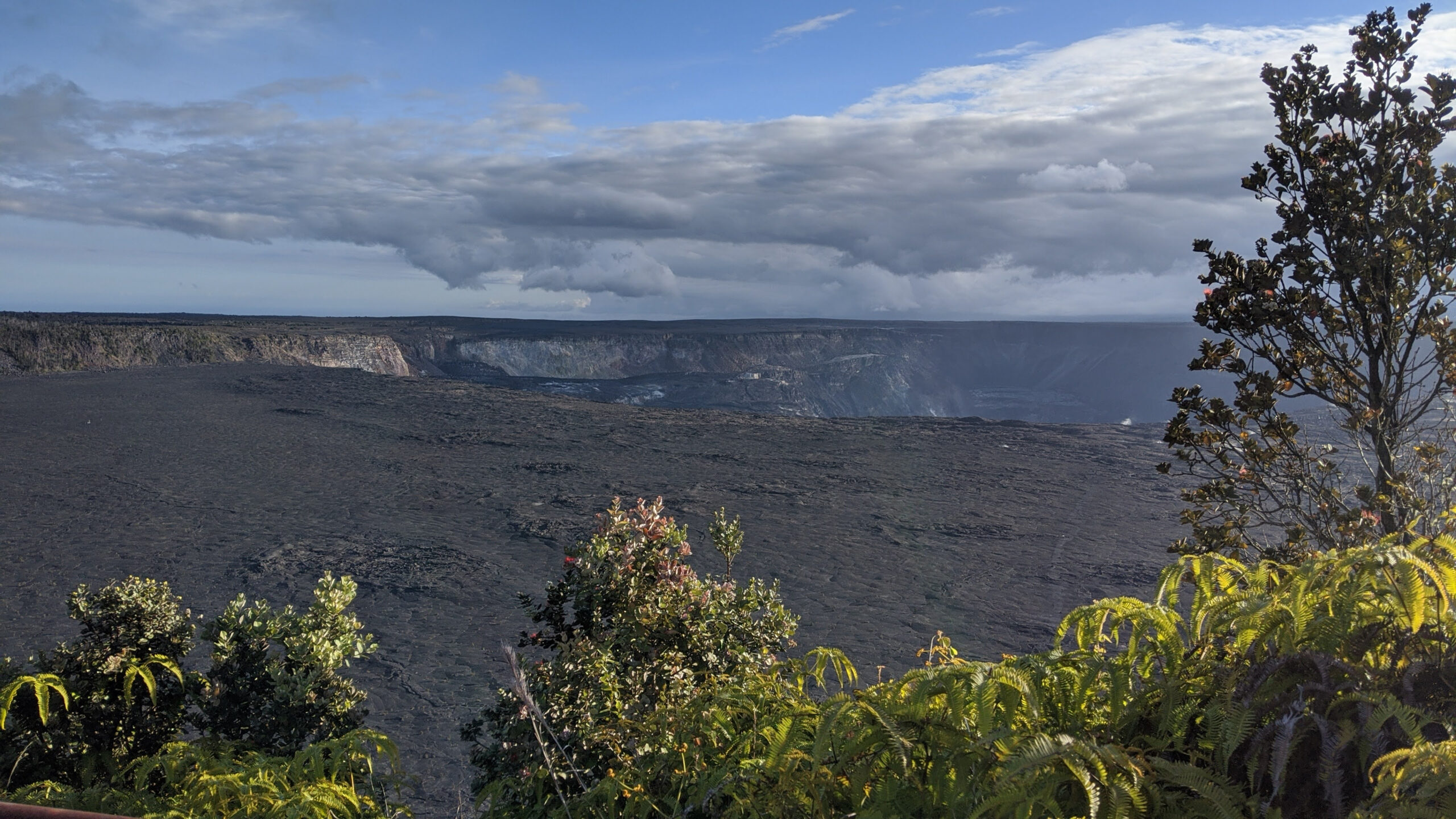 Read more about the article Native Forest Restoration