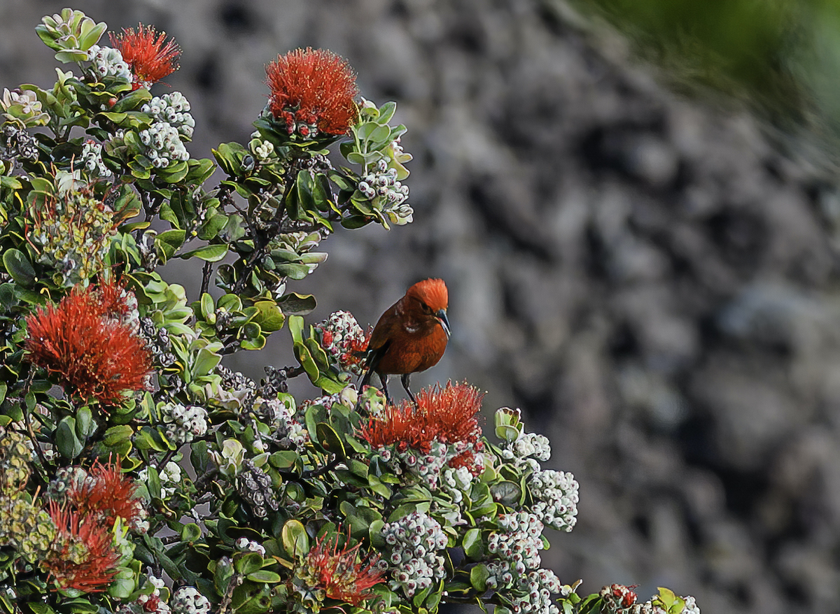 Read more about the article Preservation Of Native Hawaiian Plants