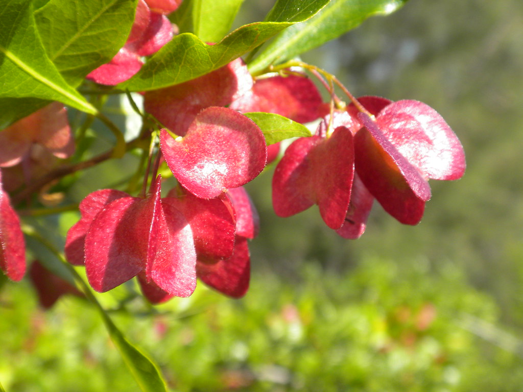 Read more about the article Researching Native Hawaiian Plants