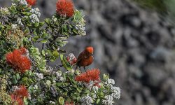 The apapane (Himatione sanguinea,  is a small, crimson, species of Hawaiian honeycreeper endemic to the Hawaiian Islands. They are the most abundant and widely distributed honeycreeper and are found on the islands of Hawaiʻi, Maui, Lānaʻi, Kauaʻi, Molokaʻi and Oʻahu. Hawaii Volcanoes National Park.